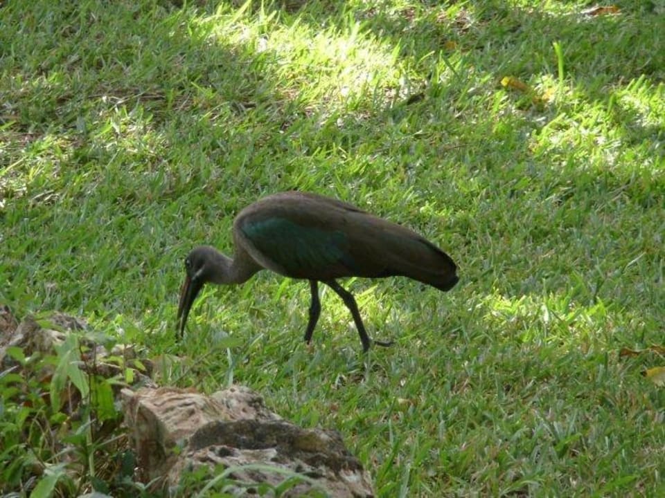 Mal ein anderer Gartenbesucher Hotel Diani Sea Lodge