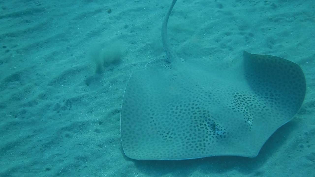 Sonstiges Malikia Resort Abu Dabbab