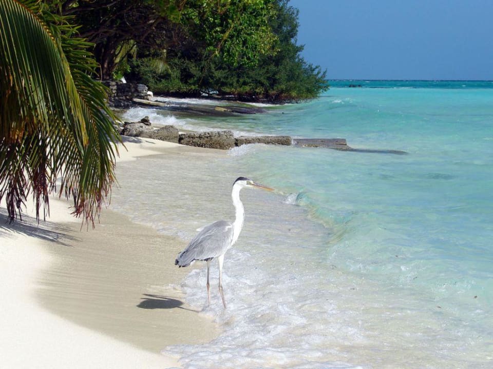 Fischreiher auf Beutezug Summer Island Maldives