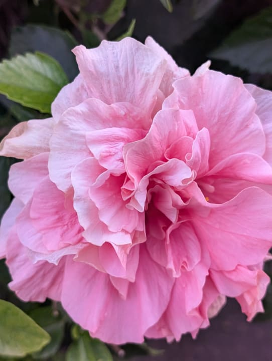 Gartenanlage Aldiana Club Fuerteventura