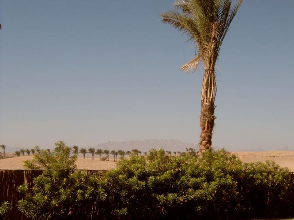 Die Wüste lebt... Hotel JAZ Makadi Star & Spa