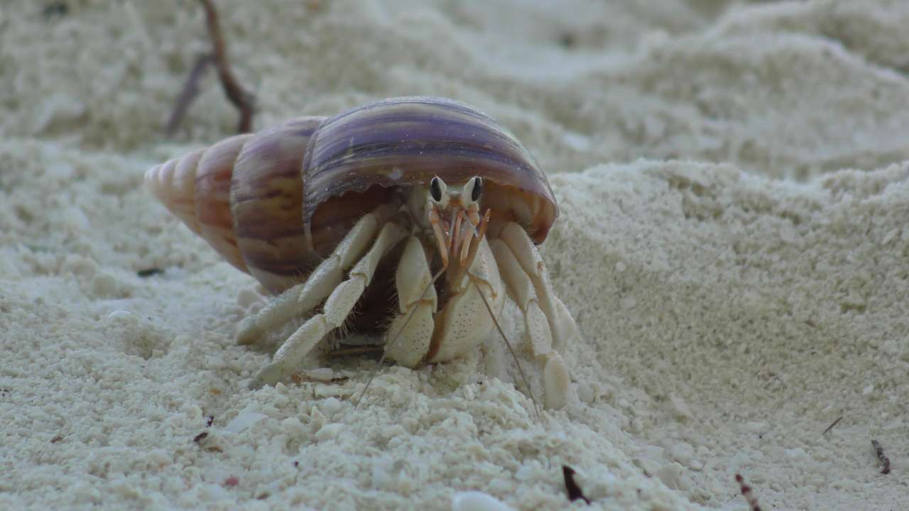 Sonstiges Vilamendhoo Island Resort & Spa