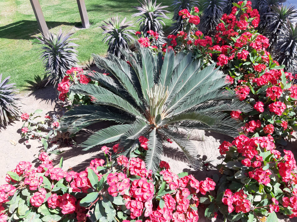 Gartenanlage Pickalbatros Dana Beach Resort - Hurghada