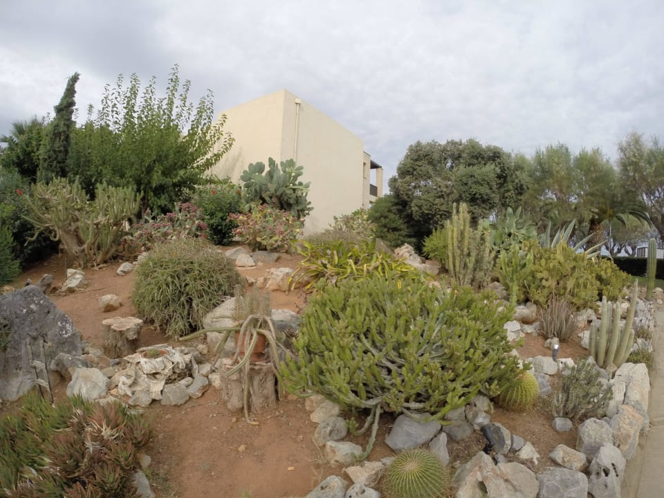 Mein kleiner grüner Kaktus Phãea Cretan Malia