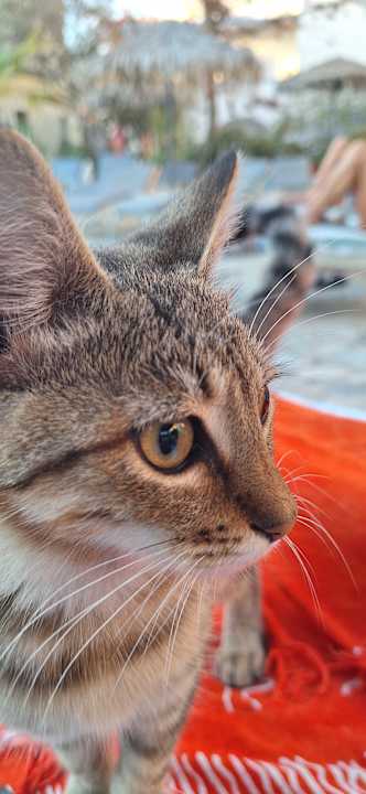 Gartenanlage Hotel Zephyros