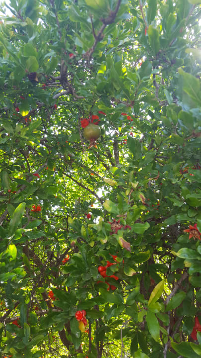 Granatapfel Starlight Resort Hotel