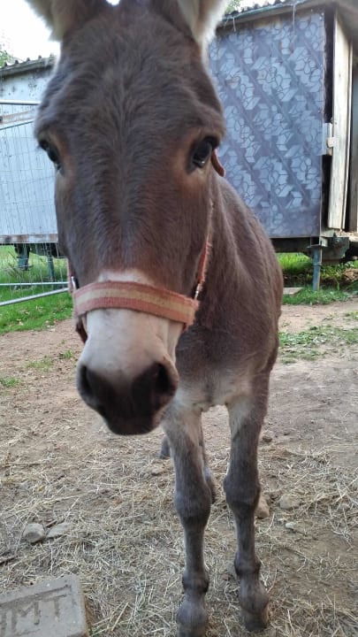 Der Liebling unserer Tochter, Max! Bauernhof Bernhardenhof