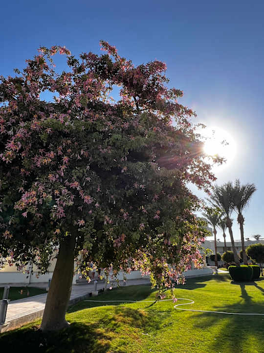 Außenansicht Pickalbatros Dana Beach Resort - Hurghada