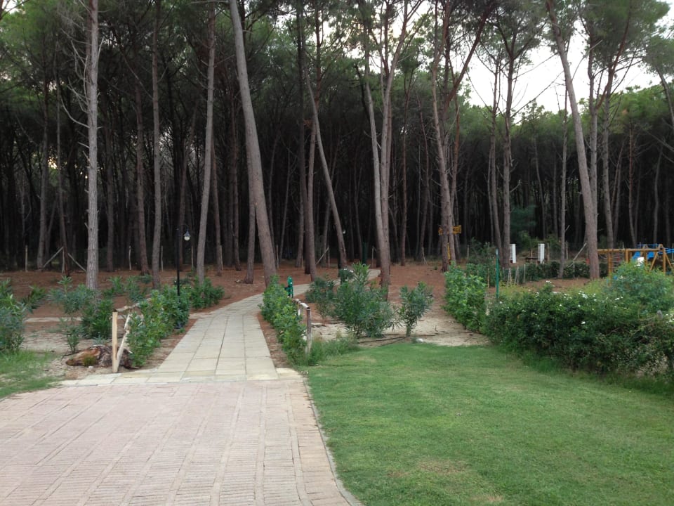 Weg durch den Pinienwald zum Strand Falkensteiner Club Funimation Garden Calabria