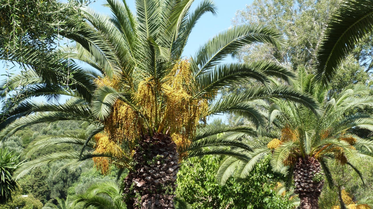 Liegebereich am Strand Grecotel LUXME Daphnila Bay