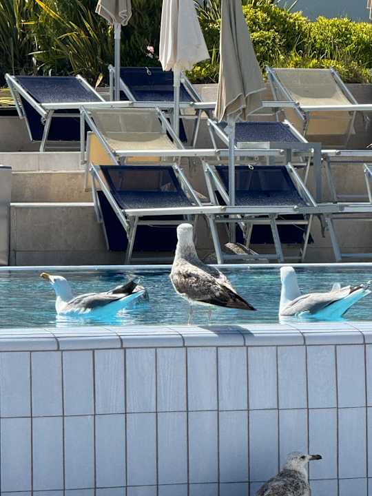 Pool Isabella Island Resort Valamar Collection