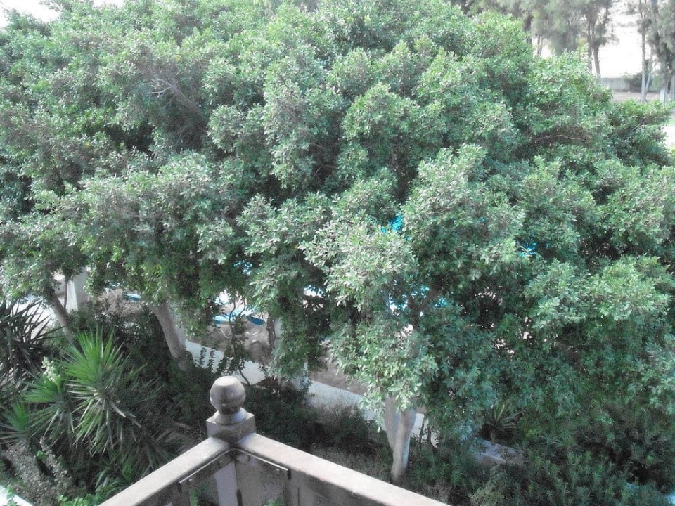 Blick vom Balkon 5 TUI BLUE Oceanis Beach and Spa Resort