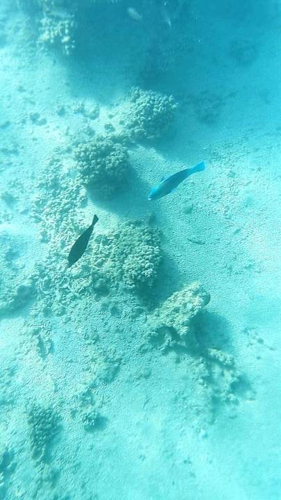 Strand Jaz Makadi Oasis Resort