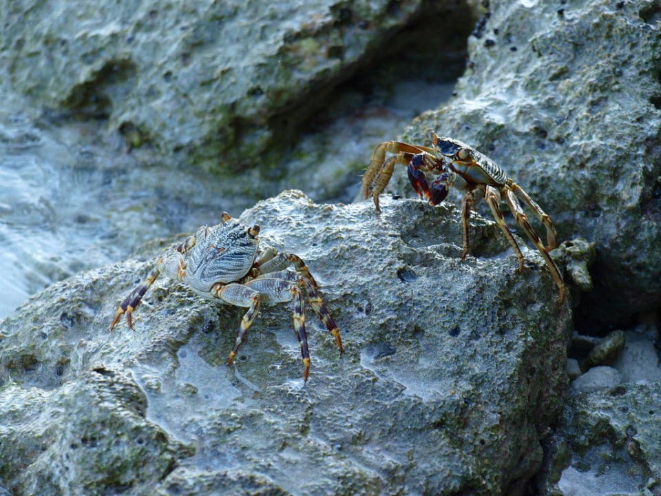 Strandbewohner Vilamendhoo Island Resort & Spa