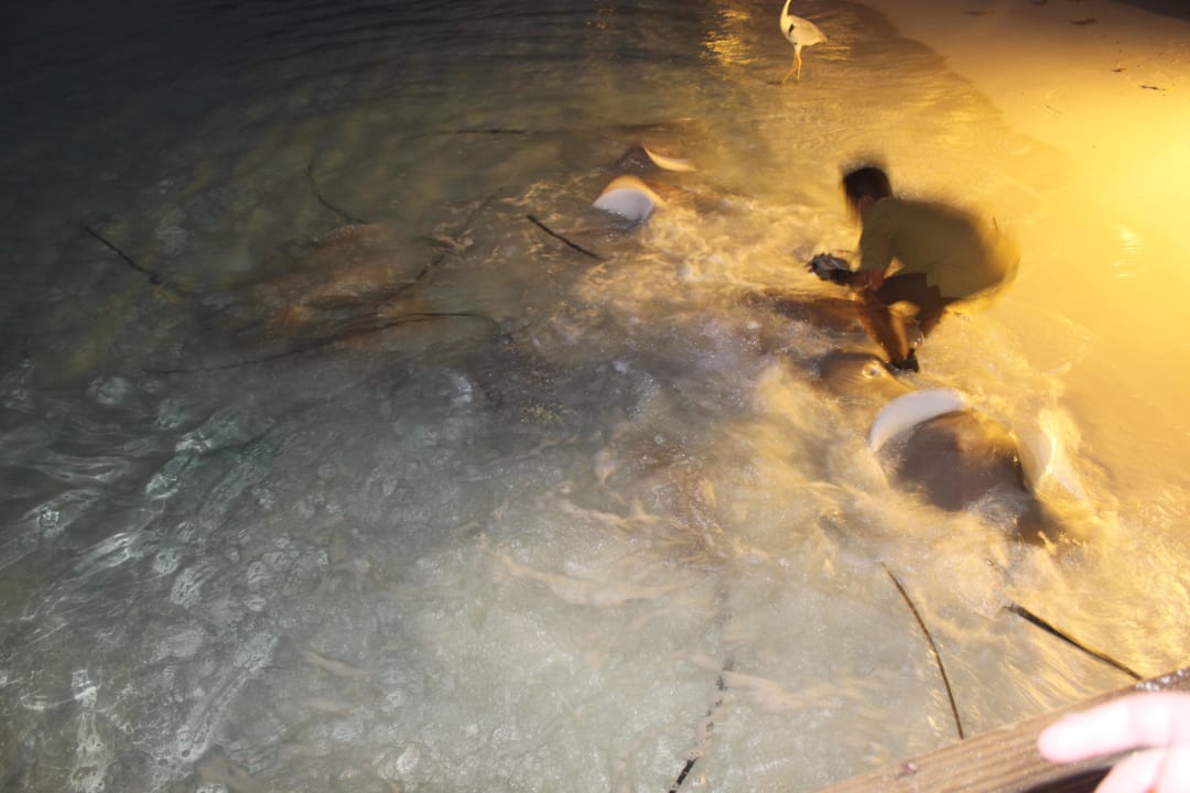 Rochenfütterung Kuramathi Maldives