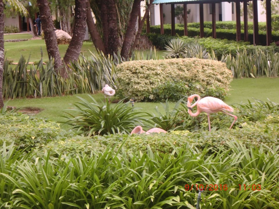 Flamigos Dreams La Romana Resort & Spa