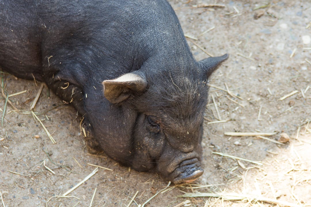 Gartenanlage Hotel Tannenmühle