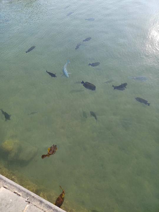 Sonstiges Pickalbatros Dana Beach Resort - Hurghada