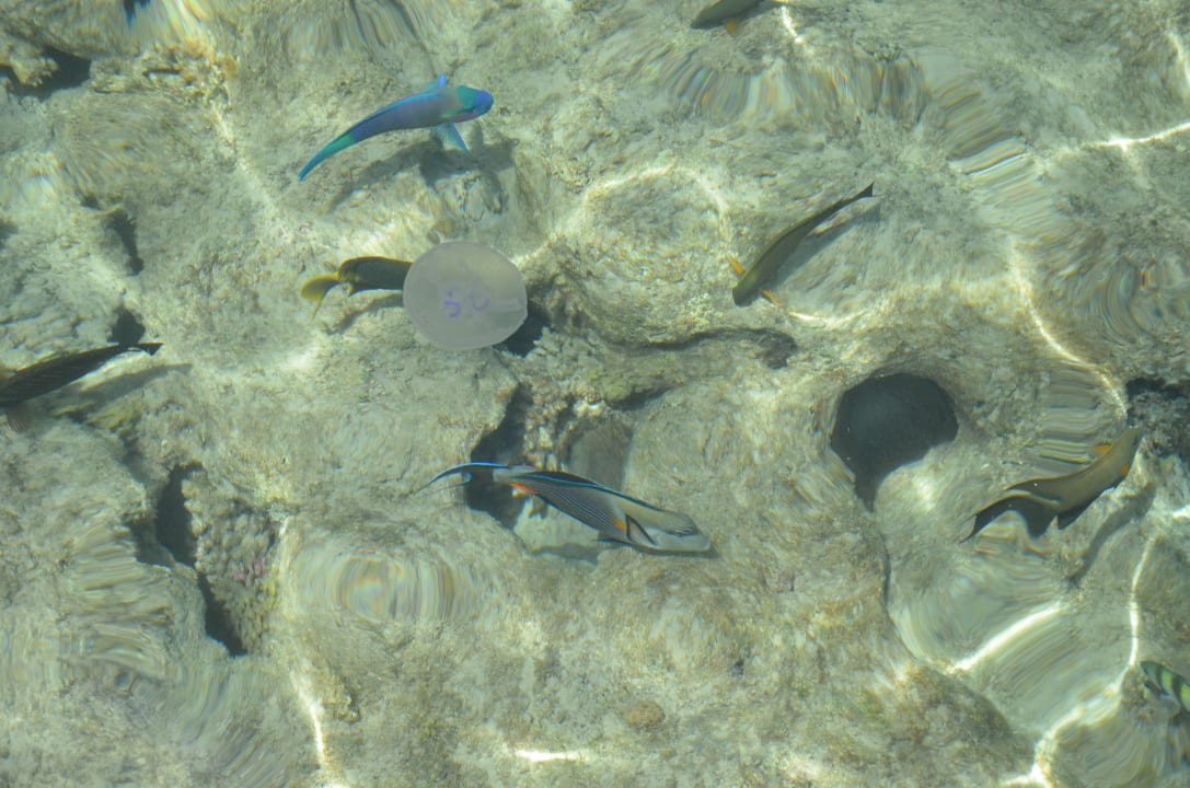 Meer Fantazia Resort Marsa Alam