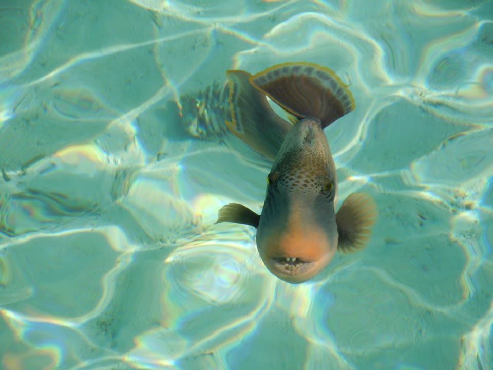 Titandrückerfisch von vorne Veligandu Maldives Resort Island