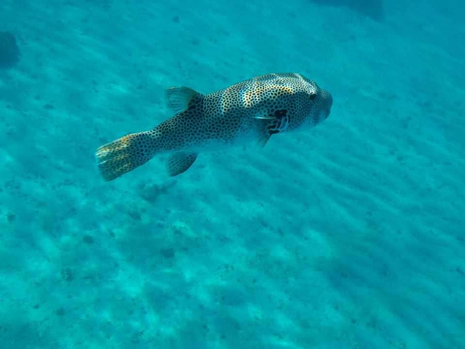 Strand Mövenpick Resort El Quseir