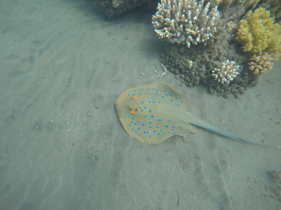 Sport & Freizeit Shams Alam Beach Resort