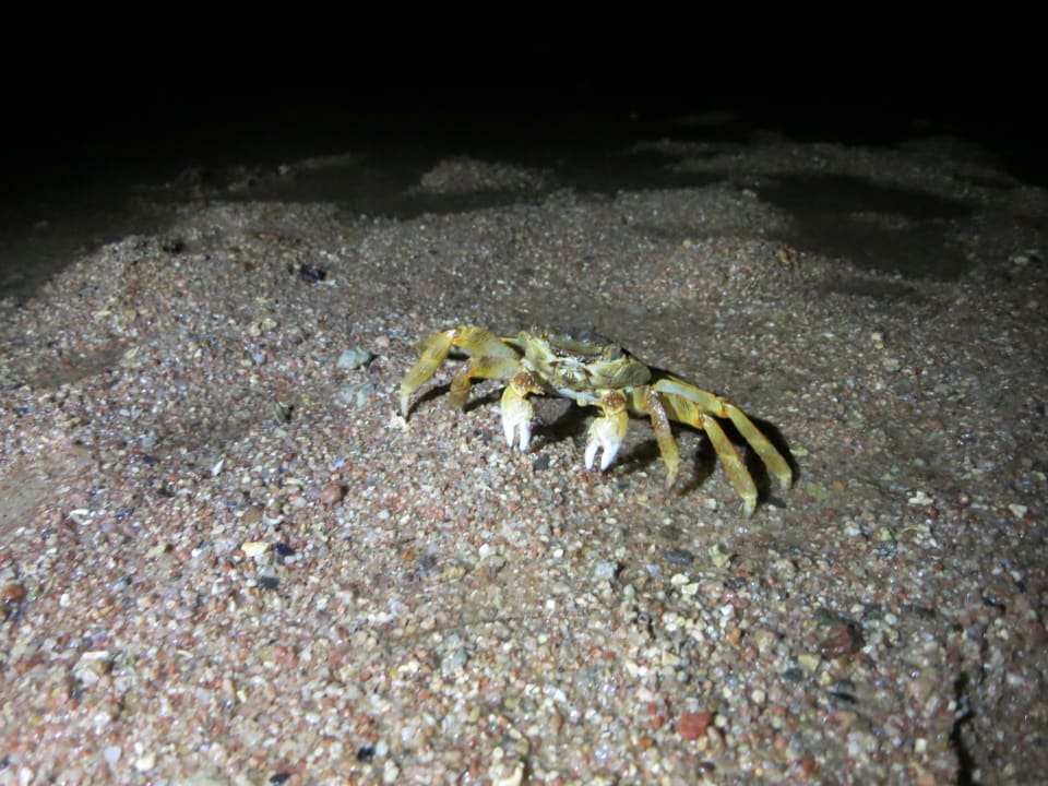 Meeresbewohner Grand Makadi