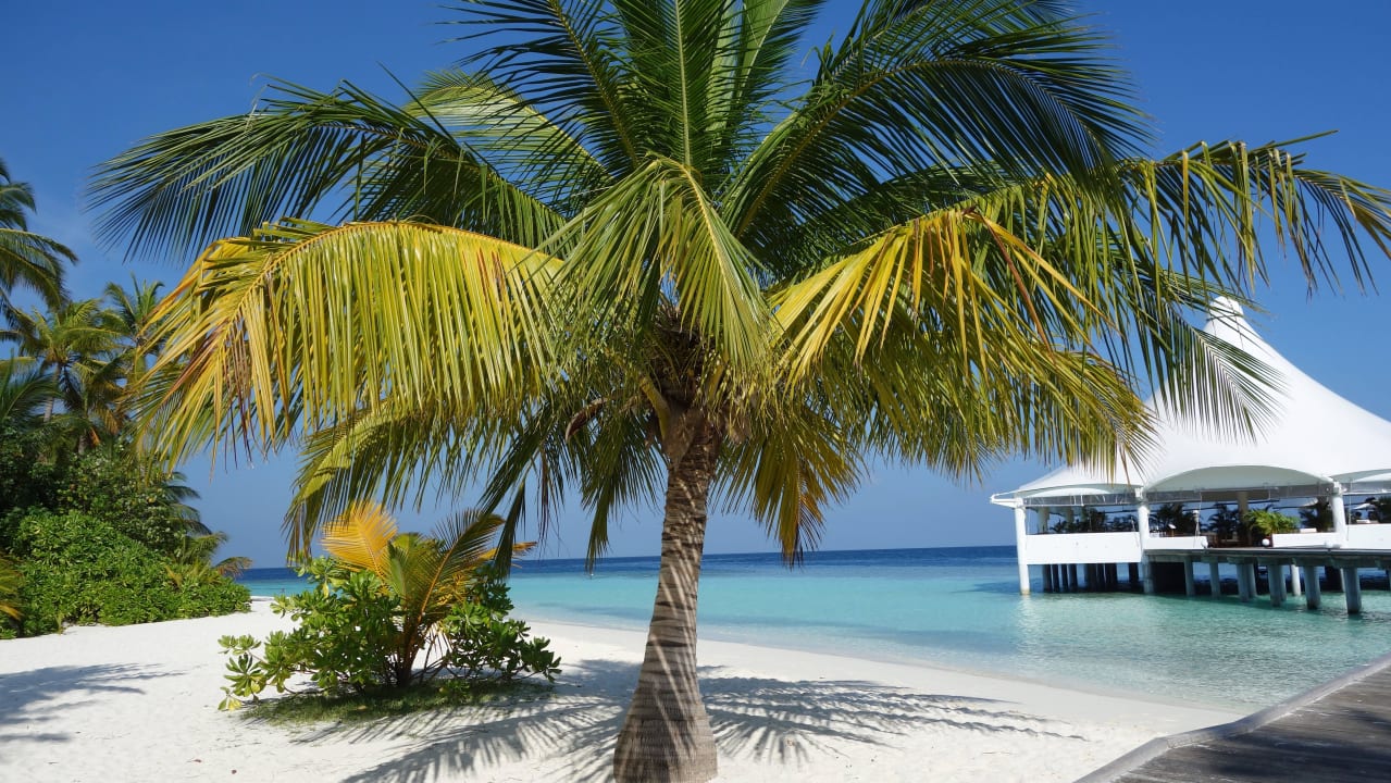 Bar Safari Island Maldives