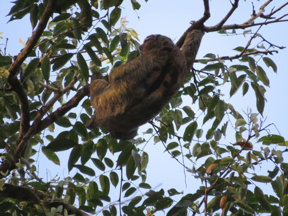 Faultier bei der Bootsfahrt Hotel Pachira Lodge