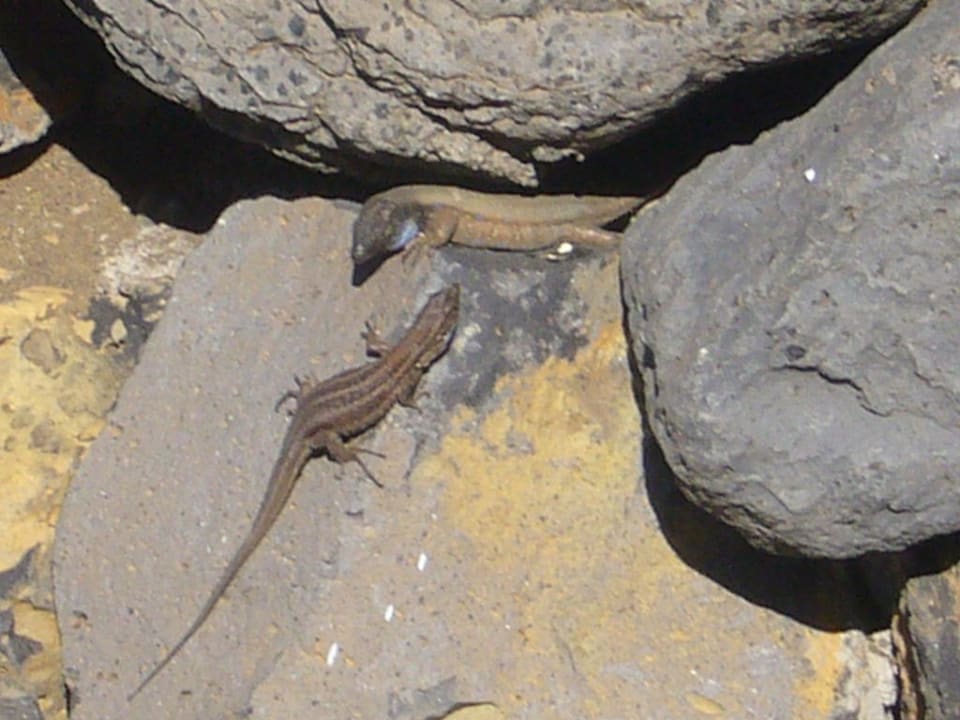 Die kleinen Haustierchen La Palma Princess