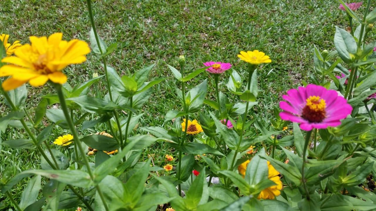 Gartenanlage Berjaya Beau Vallon Bay Resort & Casino