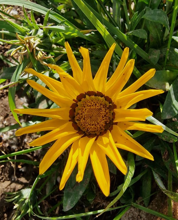 Gartenanlage Ghazala Gardens