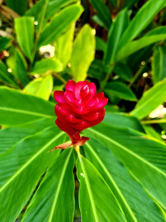 Gartenanlage Adaaran Select Hudhuran Fushi - Premium All Inclusive