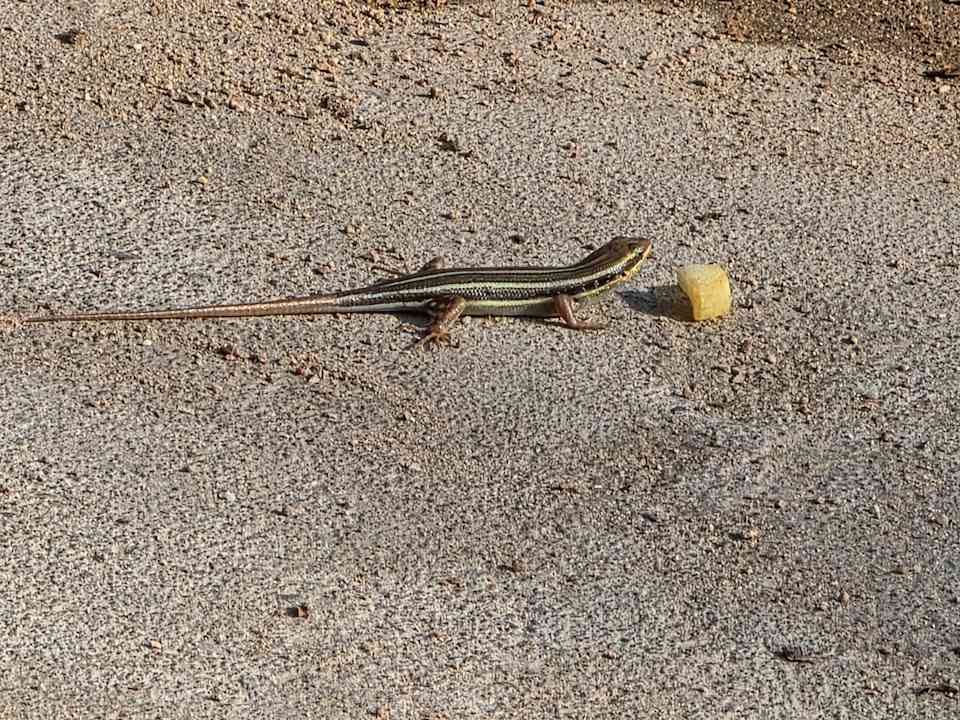 Strand Parrotel Aqua Park Resort