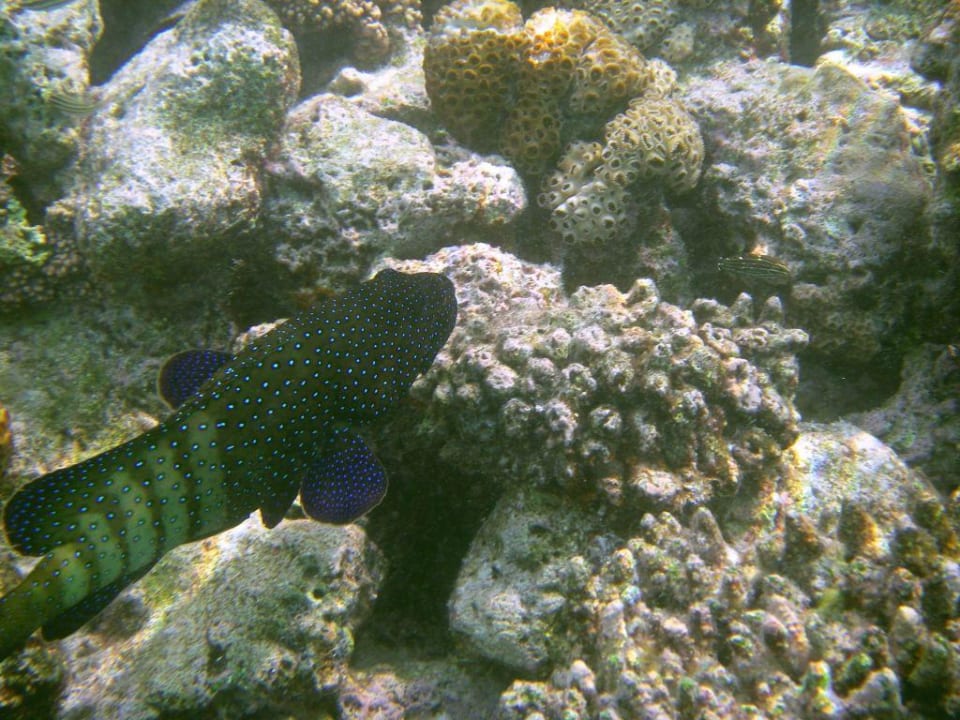 Schnorcheln am Steg Summer Island Maldives