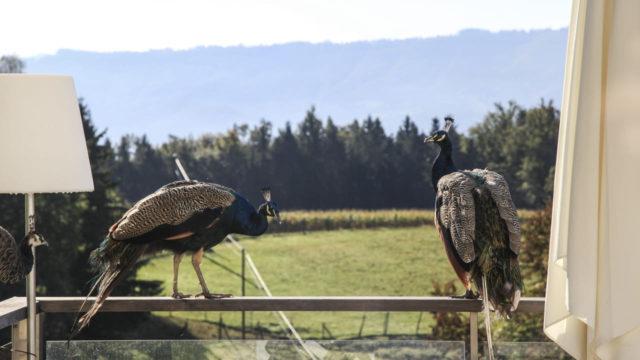 Ausblick Thombauer Ferienhäuser - HOF NIGLBERG