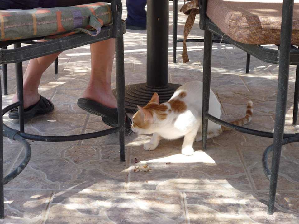 Miejscowy kotek przy barze La Playa Beach Resort Taba