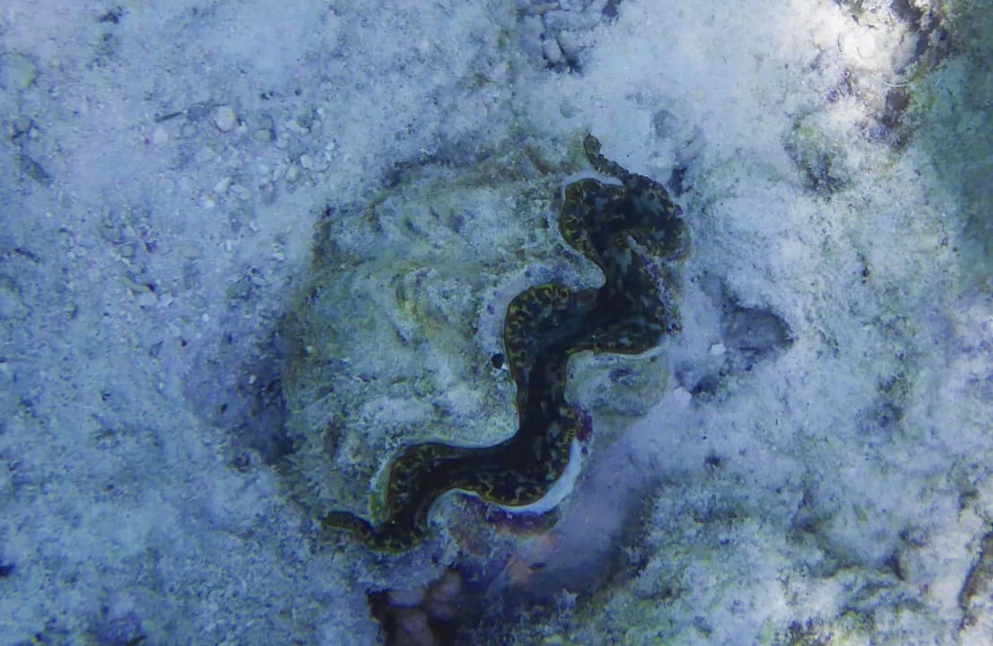 Riesenmuschel Kuramathi Maldives
