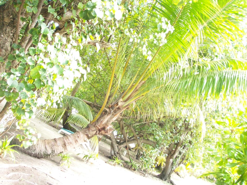 Vorm Zimmer Meeru Maldives Resort Island