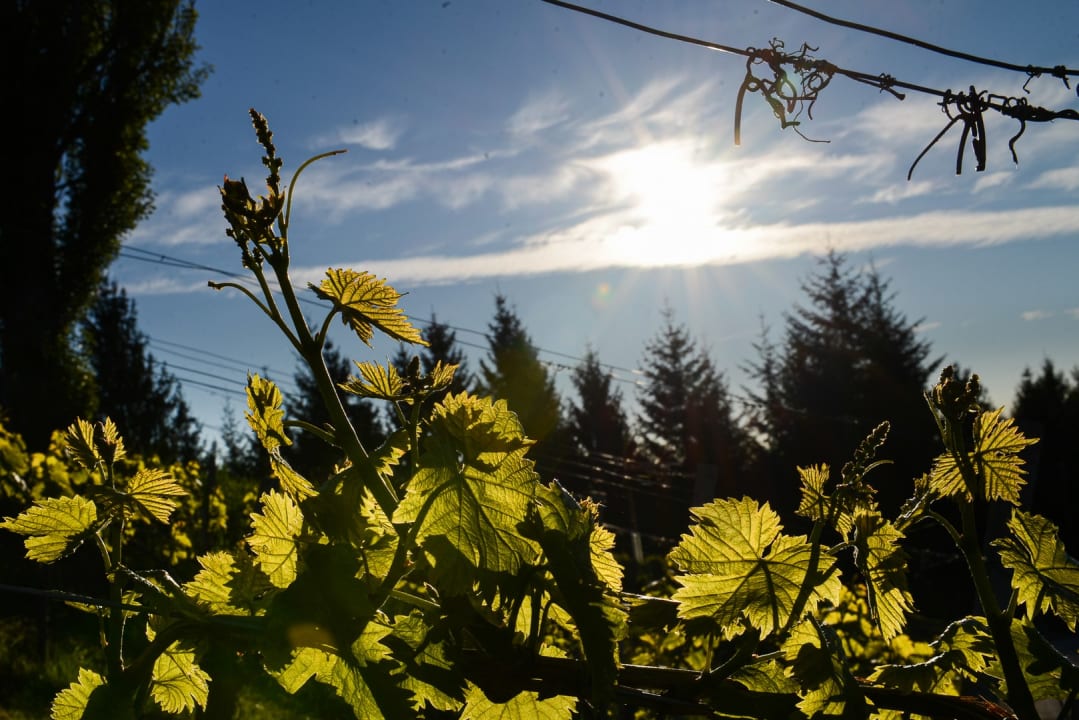 Ausblick Weingut & Buschenschank Pölzl