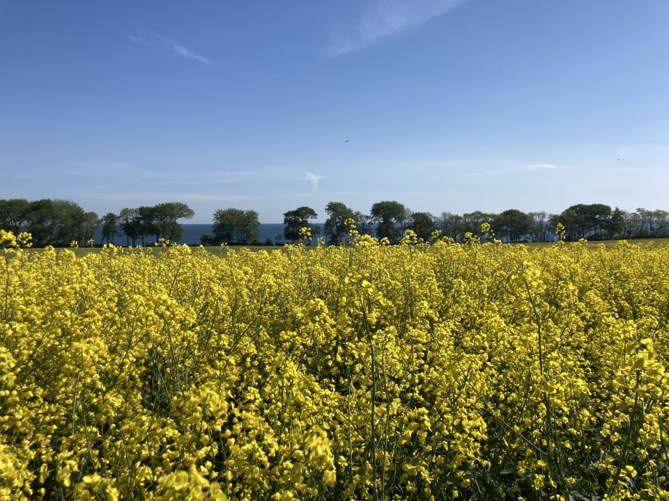 Ausblick Ferienbauernhof Liesenberg mit Meerblick