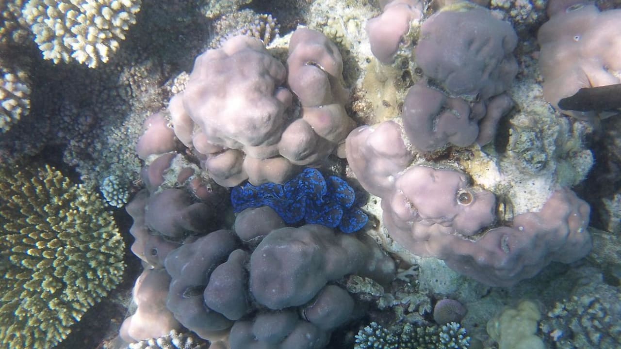 Hausriff Eri Maldives