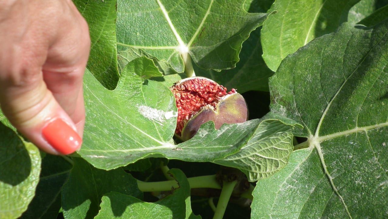 Figi przy plaży Paradise Beach Hotel