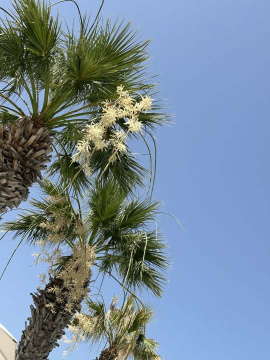 Gartenanlage Neptune Luxury Resort