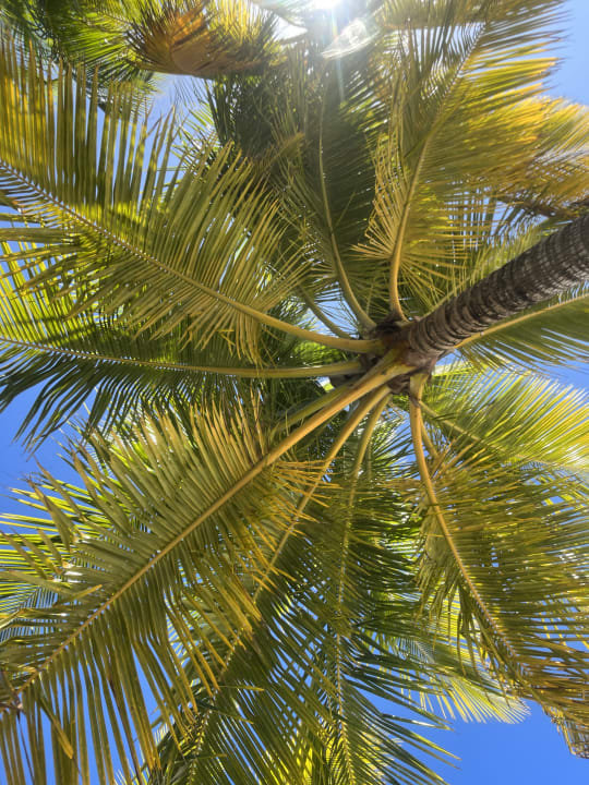 Sonstiges Hotel Viva Dominicus Beach by Wyndham - All Inclusive Resort