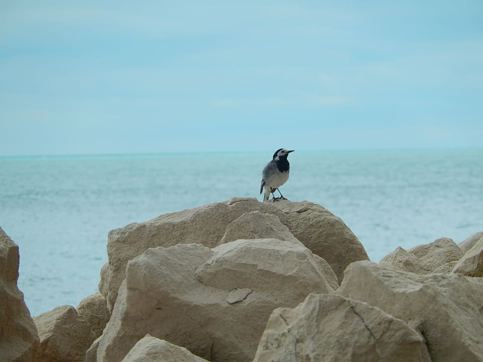 Bachstelze am Meer Sol Luna Bay