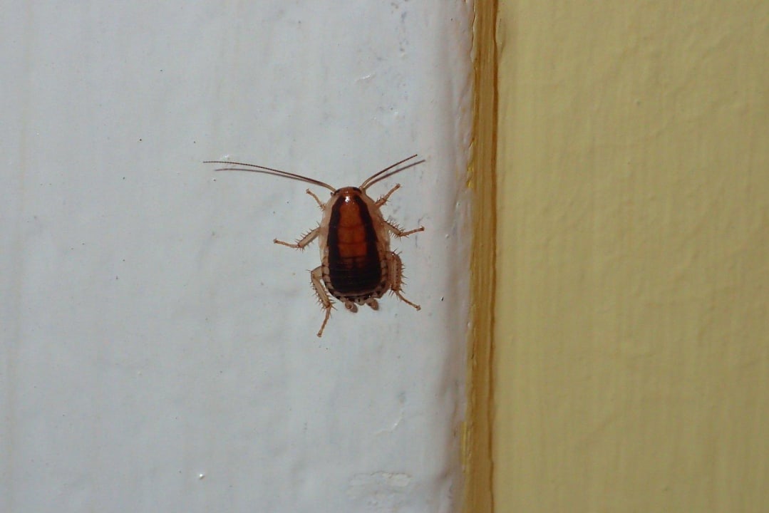 Mitbewohner Hotel Coral Garden