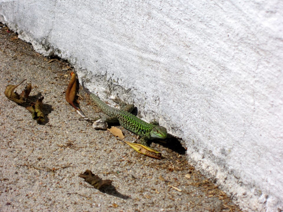 Jaszczurka na terenie hotelu La Plage Hotel & Resort