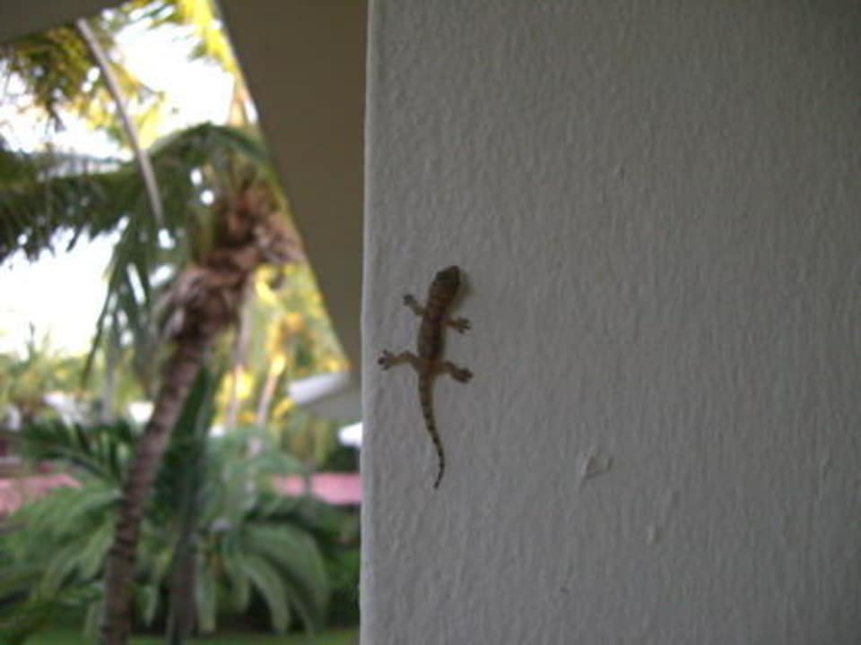 Kleiner Besucher auf dem Balkon Grand Palladium Select Bávaro Resort & Spa