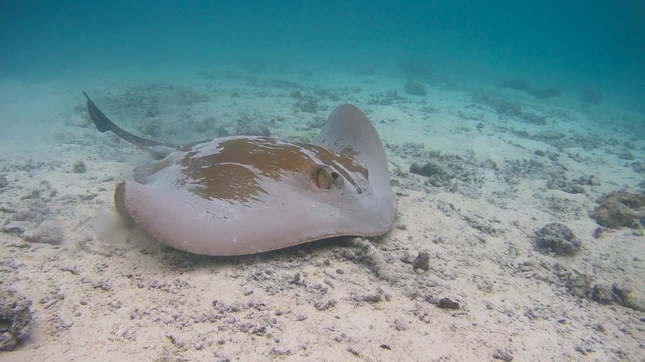 Sport & Freizeit Summer Island Maldives